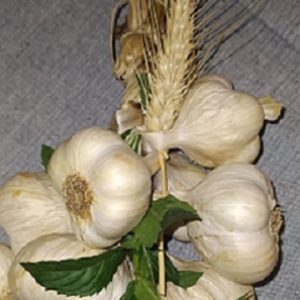 Beli luk venac, sitniji džak 5 kg