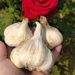 Beli luk glavice, 1 kg