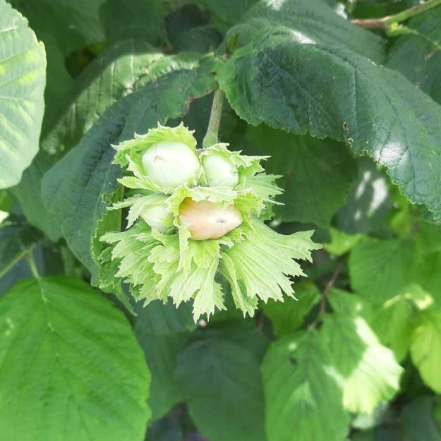 Hazel-Nut