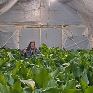 Rasad lekovitih biljaka