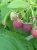 Maline